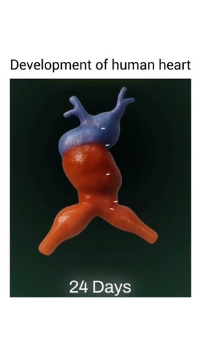 development of human heart #development #humanheart #embryology #childhealthnursing #nursingofficer