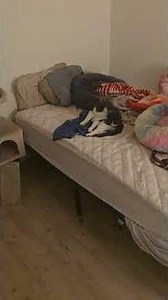 My 2 cats before bed 🐯😴