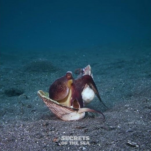 Secrets of the Sea - Clamming Up With an Octopus
