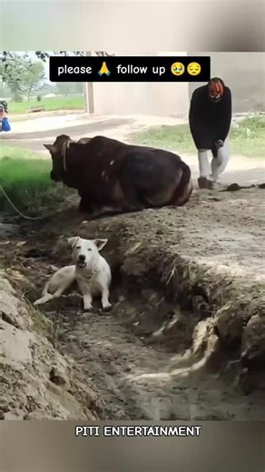 Funny Dog Moments That Will Make You Smile