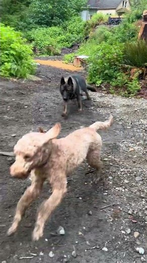 The chase! Maverik and Jango.