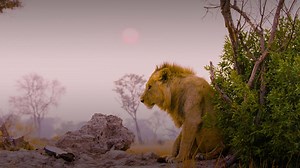 Big Cats Unleashed - Why These Lions are Outcasts in Their Pride | Big Cats 24/7