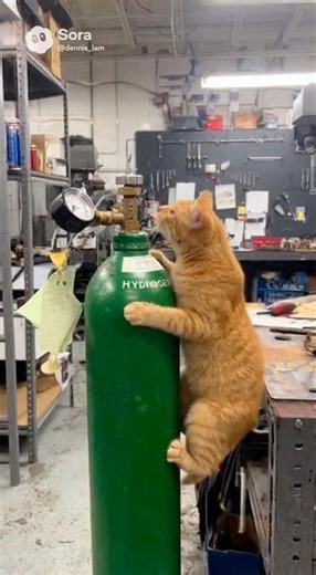 Friendly reminder: Hydrogen and Orange Cats do NOT mix🎈 #cat #funnycat #orangecatbehavior