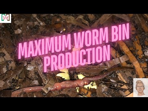 Optimal Worm Density for Maximum Worm Bin Production | Worm Farming Tips!