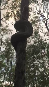 12K views · 124 reactions | Here is a video of us releasing this beautiful Carpet Python Snake climbing up a tree. This folks is how well a Carpet Python Snake can Climb. Video taken by N&S Snake Catcher Ipswich, Brisbane & Logan 0415136941 Norman & Sally Have fun watching www.nssnakecatcher.com.au Contact licensing@viralhog.com to license this video contact ViralHog video. | N&S Snake Catcher Ipswich, Brisbane & Logan 0415136941 | Facebook