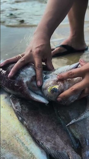 Giant Catfish Surprise 😱 Biggest Fish Catch Ever | Amazing Fishing Video