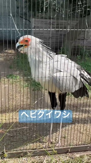 アフリカにいる鳥🐍ヘビクイワシ😍綺麗でびっくり！上野動物園Ueno zoo