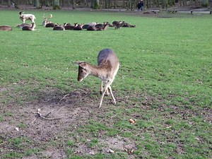 Wildpark Grafenberg in Dusseldorf, Germany