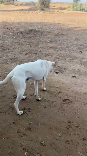 Most Loyal Dog Breeds 🐕 | Best Dogs for Land, Farm & Security | Which Dog Is Most Faithful?