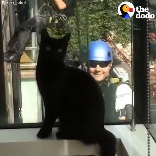 Cat Loves Window Washer | The Dodo