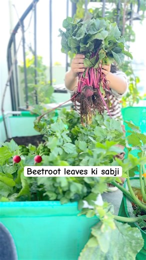 Beetroot leaves ko fenkna band kare 🫜is se banti hai palak se bhi healthy sabji #gardening #organic