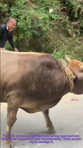 Aggressive Angry Cow: How to Calm an Agitated Bovine