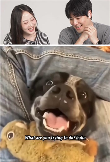 Hilarious Dog Moments That Will Make You Laugh