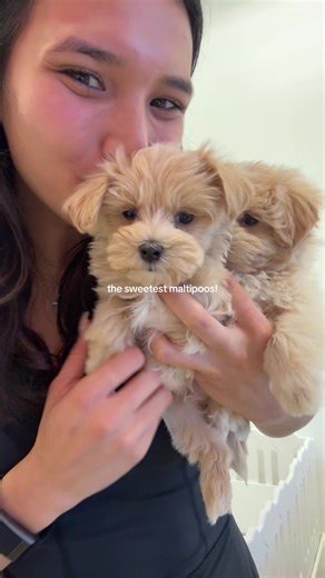 Adorable Teacup Maltipoo Puppies for Valentine's Day