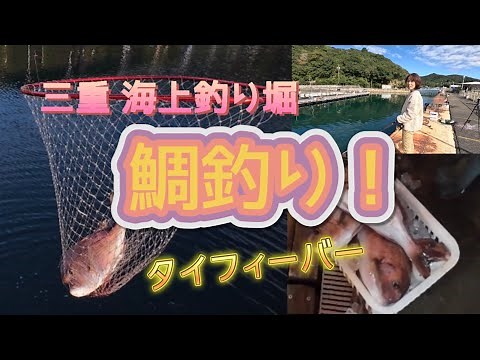 三重 海上釣り堀で鯛祭り！