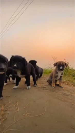 Dog lover | if you like PERFECT LOOP #loop