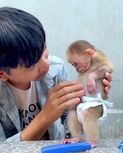 kill parasites fungi and lice for poor baby monkeys | Monkey Xuka