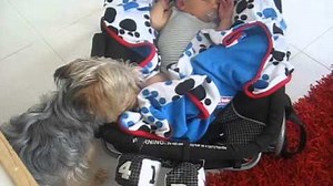 This Yorkie Pup Makes Sure Baby Is Comfortable While Sleeping!