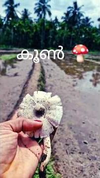 ശബ്ദമുണ്ടാക്കിയാൽ പിന്നെ മുളക്കില്ലത്രേ..... 🥺🥺