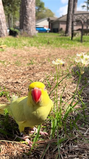 Caring for Your Indian Ringneck Parrot