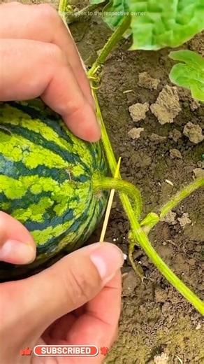 Secret Trick Behind Sweet Watermelons ll TOT FACTS