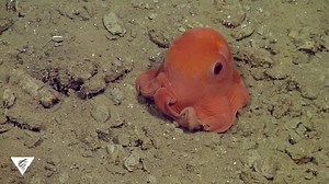 9.6K views · 232 reactions | Who needs a day-after-World-Octopus-Day...