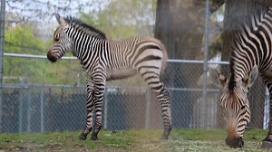 22K views · 536 reactions | May the 4th be strong in this one. 煉 Our leggy little zebra foal is doing lots of exploring with mom these days! | Franklin Park Zoo | Facebook