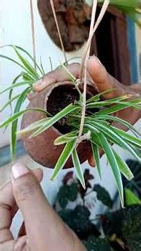 Difference between sun spider plant and shade spider plant #plants #garden #spiderplant