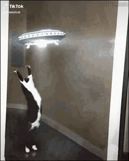 Gato Alien: Memes y Música Extraterrestre