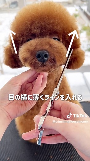 こぐまカットのトイプードルトリミング技法