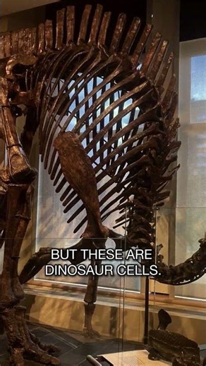 See what Creation scientists are discovering about dinosaur DNA 🦖🧬