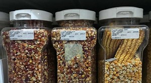 México quiere seguir siendo el pueblo del maiz