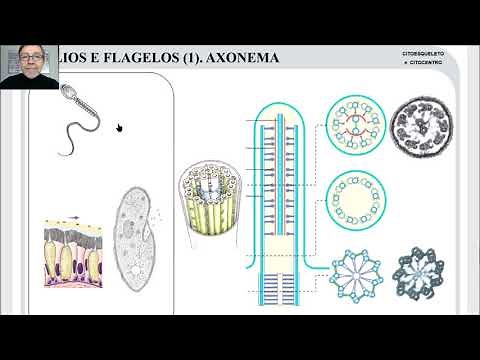 El centrosoma Cilios y flagelos V39
