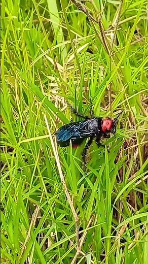 The Giant Scarab Hunter: Biology of the Scoliid Wasp 🐝