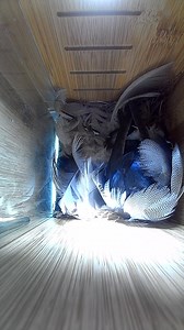 House #1 Tree Swallows. My camera is still malfunctioning in this house, but I was able to get this image this morning. Looks like the babies have arrived. 💕 Can anyone identify those feathers she used for the nest? | Critter Cam
