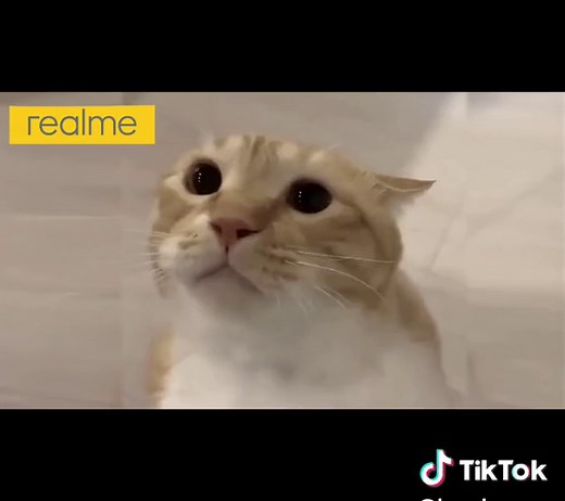Funny Cat Ringtones for Your Phone