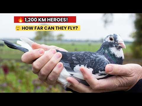 How Marathon Racing Pigeons Fly Over 1,000 KM and Find Home