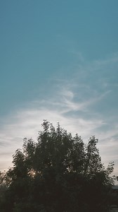 Wind moving the high branches of a tree - Free Stock Video