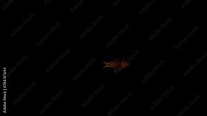 3D cockroach insect walking on the wall entering the left side and out on the right side on a black background 60fps, 4k cockroach running animation included with alpha matte clip