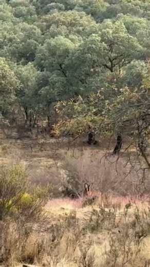 cierva y gabata, paseando en busca alimentación y despertando de la siesta