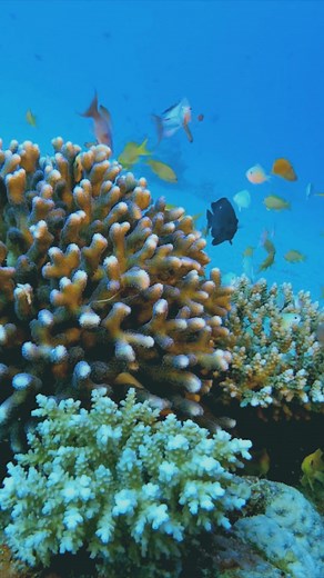 World Reef Awareness Day serves as a call to action for consumers, businesses and organizations to reflect on the delicate ecosystem of our ocean's coral reefs.⁠ Current Haircare is proud to be #reefsafe⁠ @currenthaircare . | Evolve Salon Systems