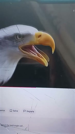 bird sound batwing. bald Eagle. peacock. hawk