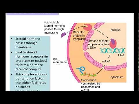 Biology A level 14.1 Hormonal communication