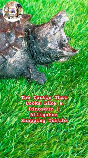 The Turtle That Looks Like a Dinosaur | Alligator Snapping Turtle #srbreedingfarm #turtle #tortoise