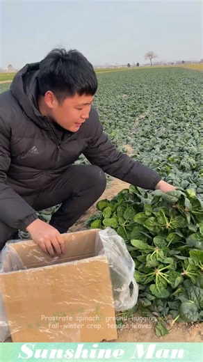 Prostrate spinach: ground-hugging, fall-winter crop, tender leaves. #vegetables #gardening