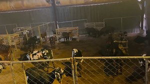 6.8K views · 336 reactions | Goat Land Farms (Pvt) Ltd. Dinga Road Dhama Lalamusa Distt Gujrat Pakistan 0313-7174113 #goatlandfarms | Goat Land Farms | Facebook