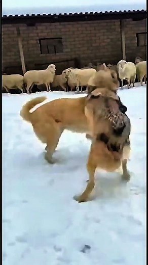 Can One Dog Stop a Hungry Wolf? (Rare Arctic Footage)