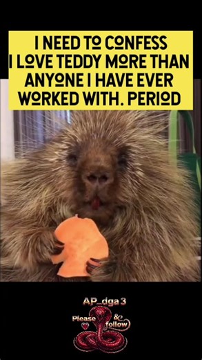 I need to confessI love teddy the happy porcupine more than anyone i have ever worked with. period