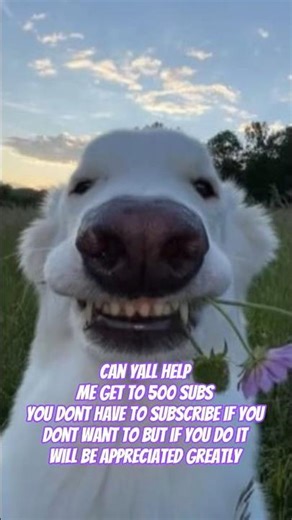 #dog #doglife #doglove