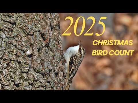 Finding Rare Birds On My 2025 Christmas Bird Count!